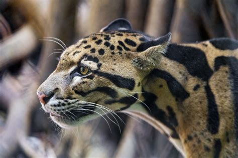 The Clouded Leopard - S.P.E.C.I.E.S.