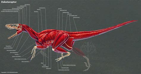 ArtStation - Dakotaraptor Muscle Study