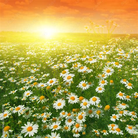 Daisy field at sunset. Stock Photo | Adobe Stock