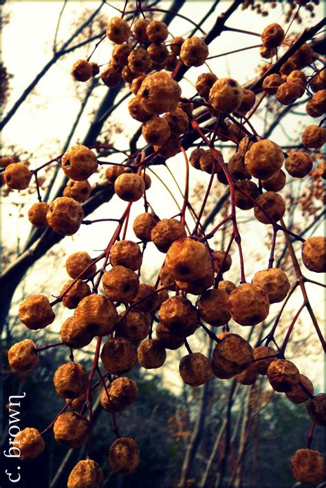 in the wind...: winter berries