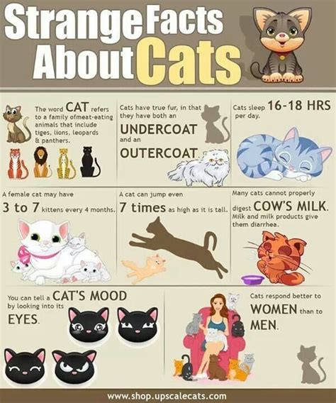 Cat facts | Cat facts, Fun facts about cats, Cat infographic