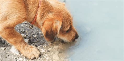 Leptospirosis in Dogs Treatment: What to Expect - Mnepo — Pets & People