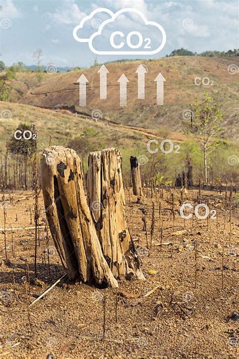 Deforestation are the Anthropogenic Source of Atmospheric Carbon Dioxide Emissions Cause of ...