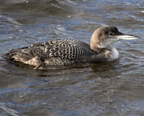 Common Loon Plumage and Appearance – Loon Preservation Committee