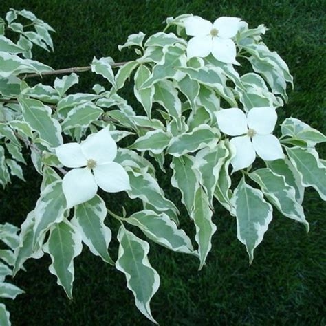 Cornus kousa Wolf Eyes - Buy Wolf Eyes Dogwoods online - Millais Nurseries