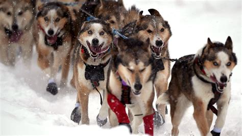 How to watch the Iditarod 2024: Start time, live stream and more to ...