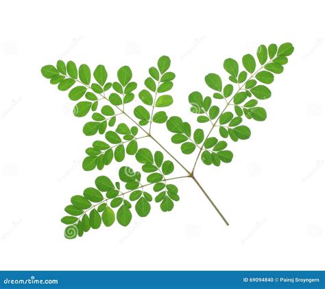 Moringa Oleifera Leaves Isolated on White Background Stock Photo ...