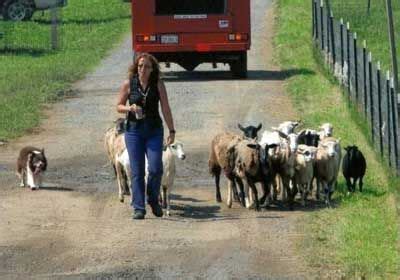 Herding Lessons VA & MD|herding dog training | Herding dogs training ...