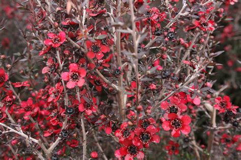 Leptospermum scoparium 'Red Ensign' - Red Ensign New Zeala… | Flickr