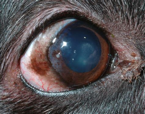 chronic-superficial-keratitis-canine – Animal Eye Clinic