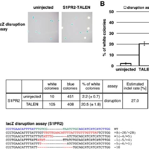 Fig. S1. Overview of lacZ recovery/disruption assay. The TALEN target ...