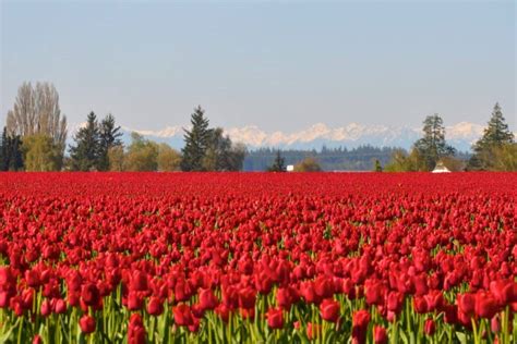 Where To Find Spring Flowers In Seattle And Nearby This Season