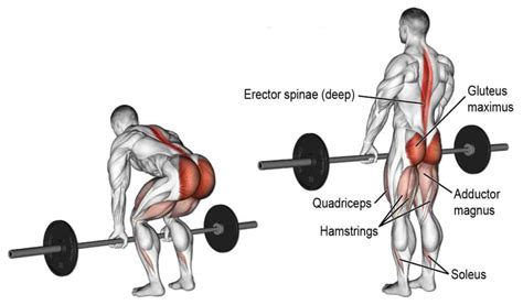 4 Of The Best Posterior Chain Exercises | Swolverine