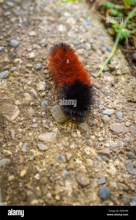 The banded woolly bear caterpillar hi-res stock photography and images - Alamy