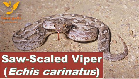 saw scaled viper most kills due to snake bite Archives - Forestrypedia