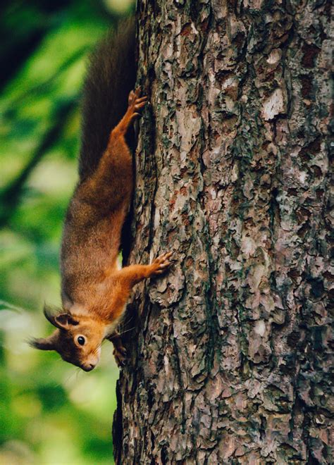 Discover Welsh animals and wildlife in Wales | Visit Wales