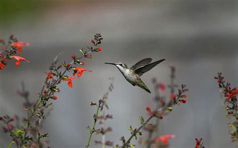 Colibri Wallpapers - Top Free Colibri Backgrounds - WallpaperAccess