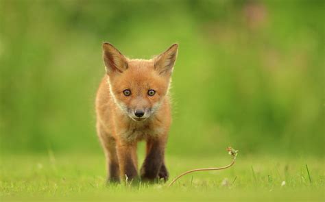 Baby Red Fox Photograph by Assaf Gavra - Pixels