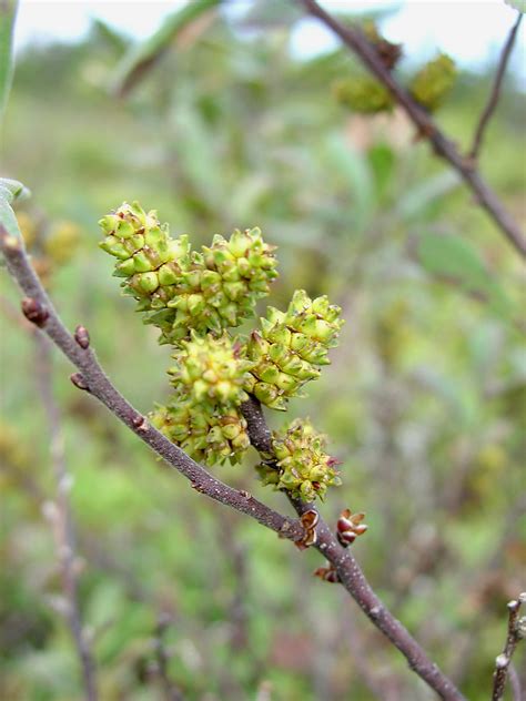 Myrica gale (sweetgale): Go Botany