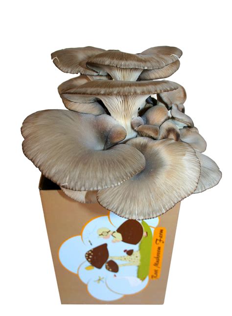 Best 30 Oyster Mushrooms Kits - Best Recipes Ideas and Collections