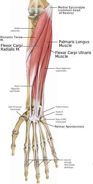 Anatomy, Biology, and Health: Palmaris Longus