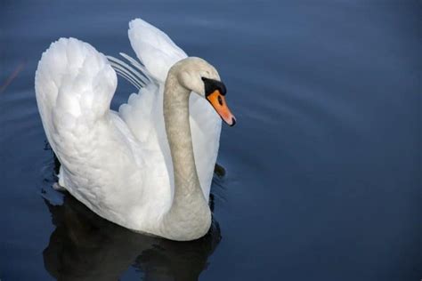 What Do Swans Eat? (Diet & Facts)