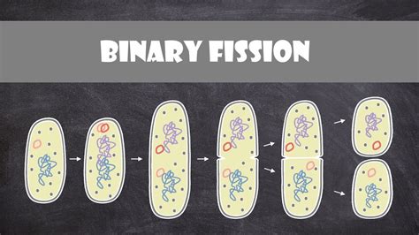 Binary Fission | Cell Biology - YouTube