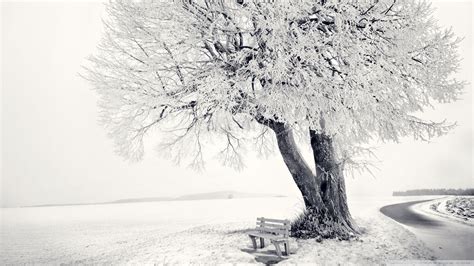 Winter Tree Wallpapers - Top Free Winter Tree Backgrounds - WallpaperAccess