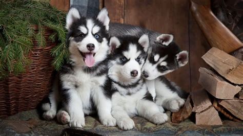 4 Clever Ways To Train Your Siberian Husky Puppy