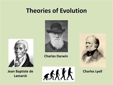 PPT - Theories of Evolution PowerPoint Presentation, free download - ID ...