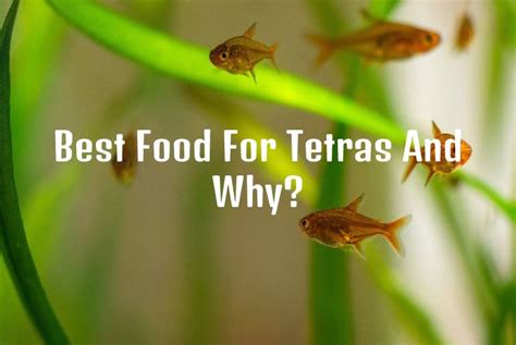 Top 10 Best Food For Tetra Fish And Why? - Tetra Fish Care