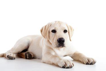 400 Best Labrador Retriever Names that are Unique and Cool - K9 Web