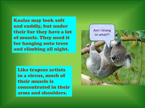 PPT - Koala Adaptations PowerPoint Presentation, free download - ID:2165249