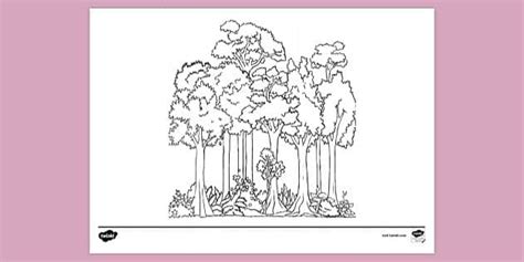 FREE! - Rainforest Layers Colouring Sheet | Colouring Sheets