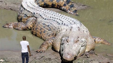 10 Largest Reptiles in the World – Reptile Keeper