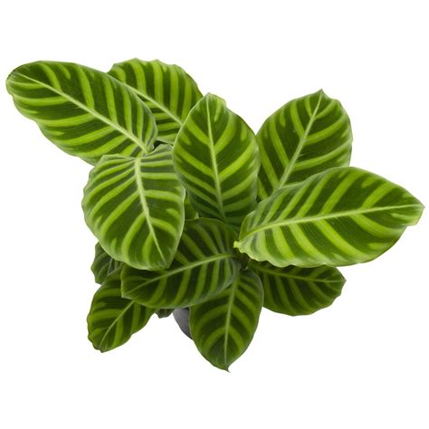 Calathea Zebrina Plant - Nestreeo.com