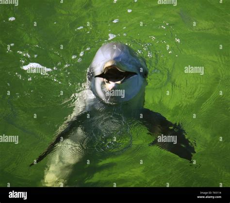 Porpoise teeth hi-res stock photography and images - Alamy