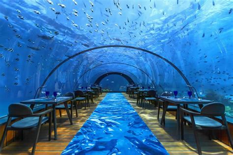 Best Underwater Restaurants in The Maldives - Maldives Magazine