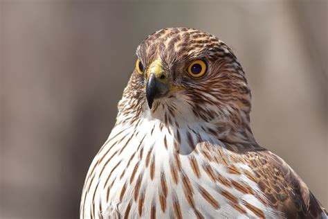 18 Magnificent Types of Hawks and Where to Find Them