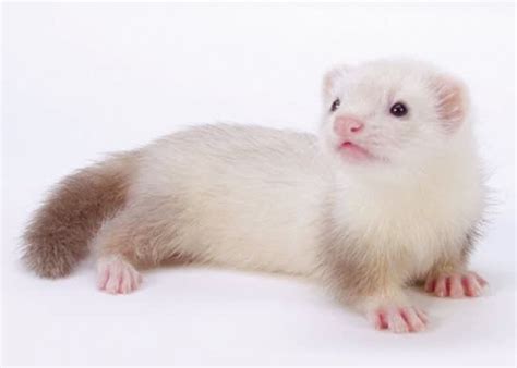 Ferret Care Sheet | Petco