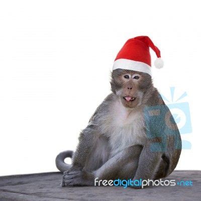 “Long-tailed Macaque Monkey With Christmas Santa Hat Isolated On” by ...