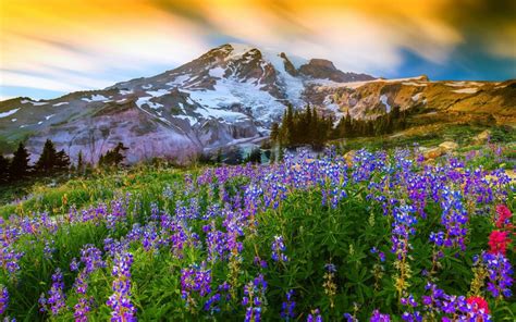 Mt. Rainier National Park Washington Wallpapers - Wallpaper Cave