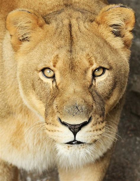 A Lioness Portrait Photograph by Christopher Miles Carter - Fine Art ...