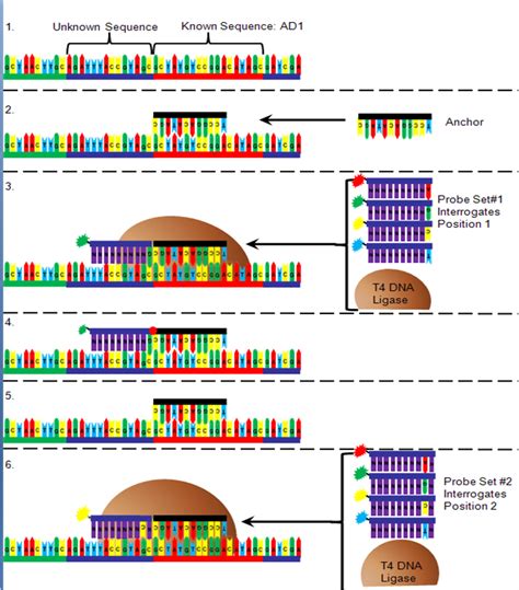 DNA nanoball sequencing