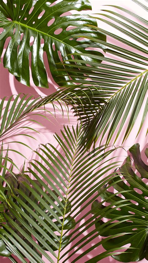 Tropical Palm Leaf Wallpaper (24+ images)