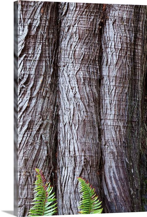 Western red cedar Thuja plicata bark with Sword ferns Polystichum ...