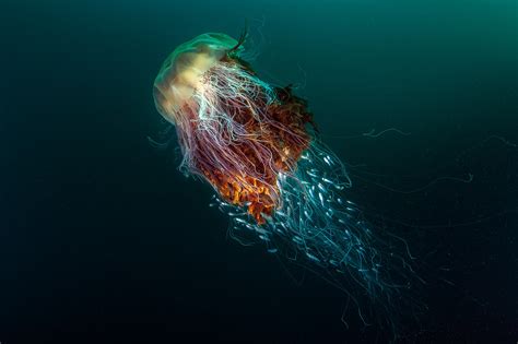 nature, Underwater, Sea, Animals, Fish, Jellyfish, Deep sea, Contests, Winner, Photography ...