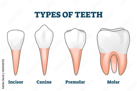 Types of teeth vector illustration. Various human tooth examples collection Stock Vector | Adobe ...