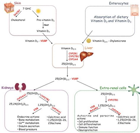 Vitamin D metabolism. Vitamin D can be either synthetized in the skin ...