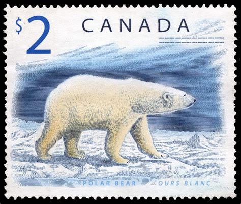 Polar Bear - Canada Postage Stamp | Canadian Wildlife